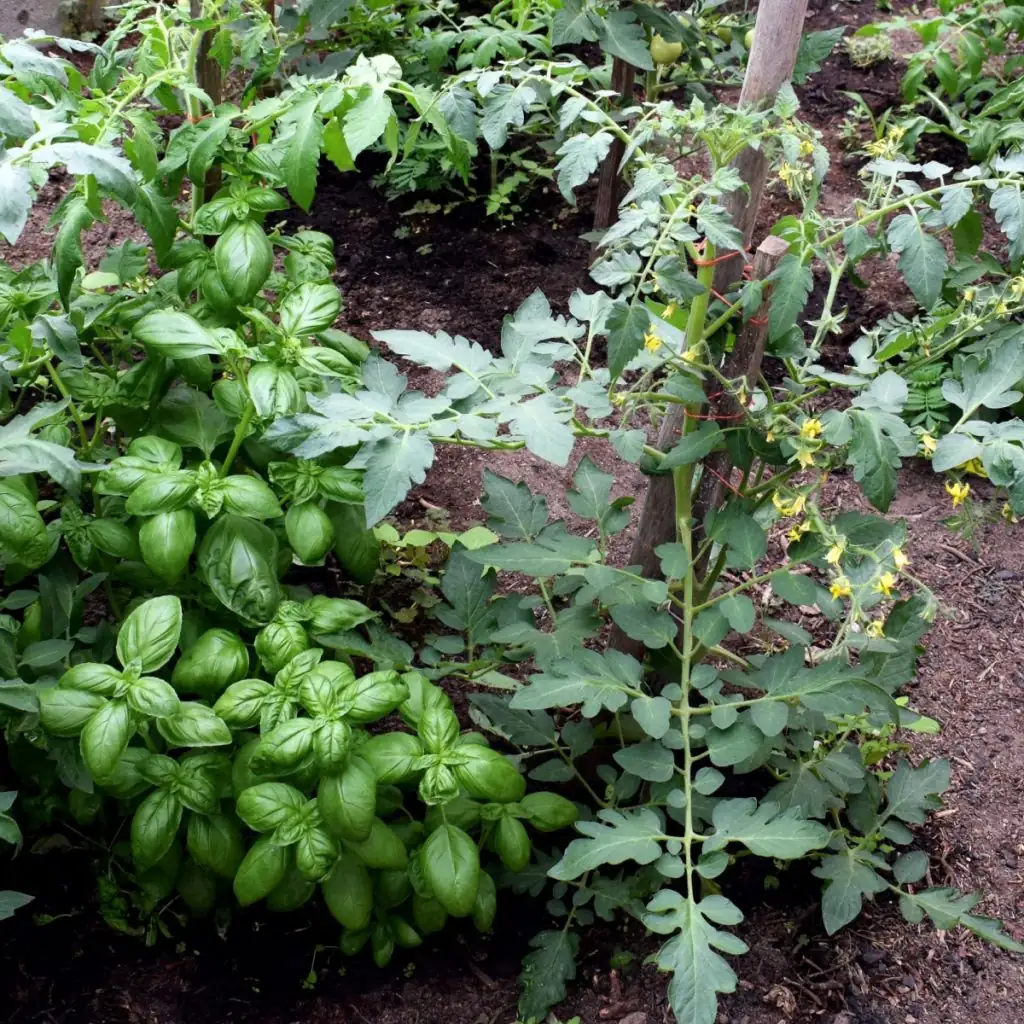 basil and tomato plants together