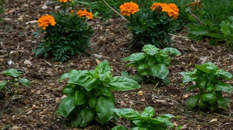 basil and marigolds in garden