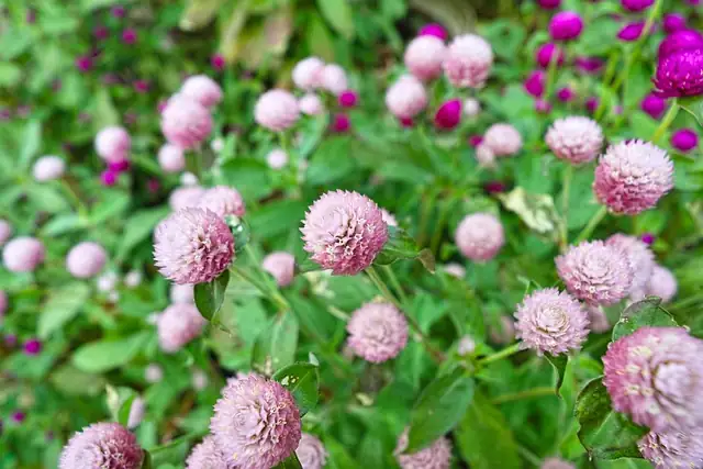 The Ultimate Globe Amaranth Care Guide: Keep Your Garden Blooming Year-Round!