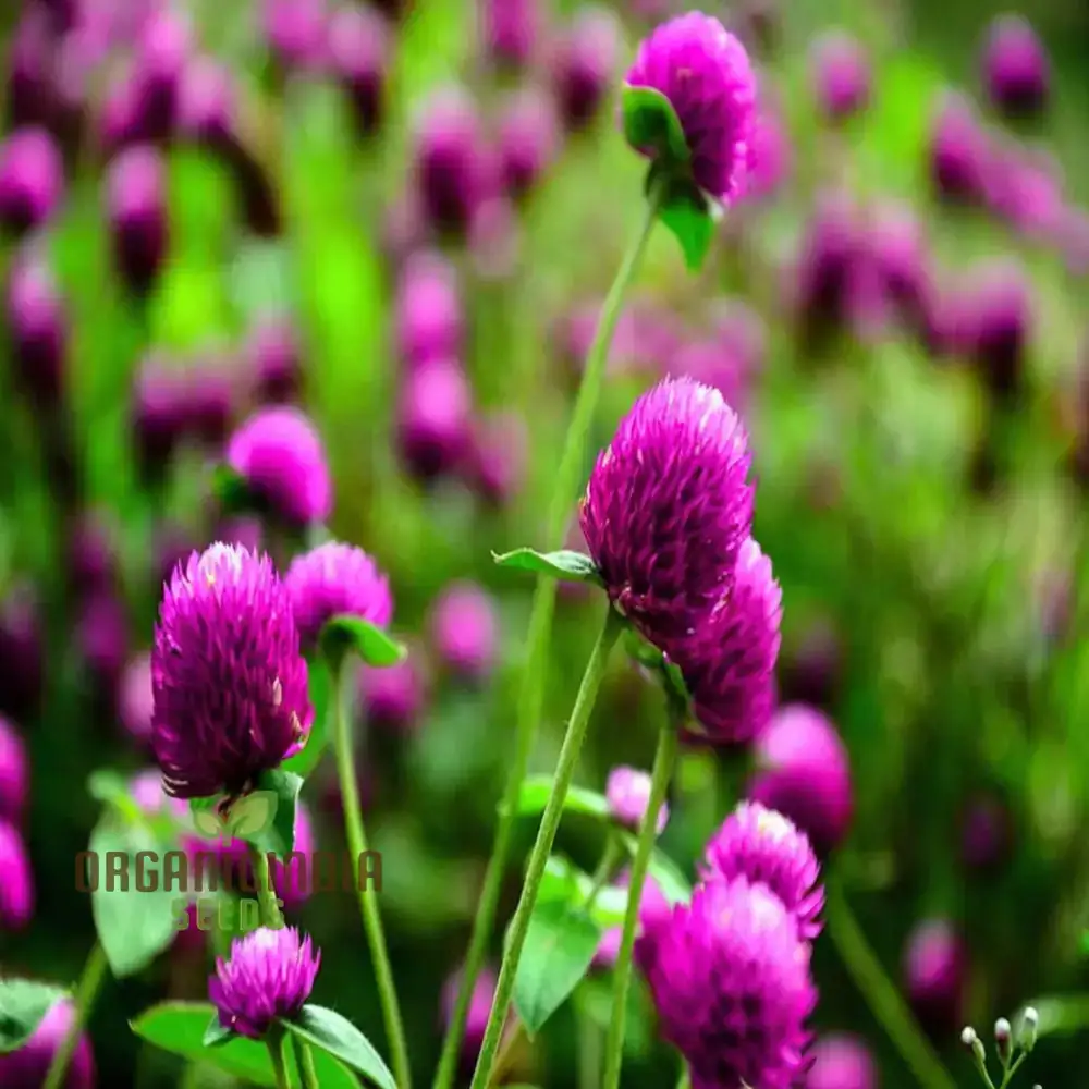 globe amaranth in full sun garden