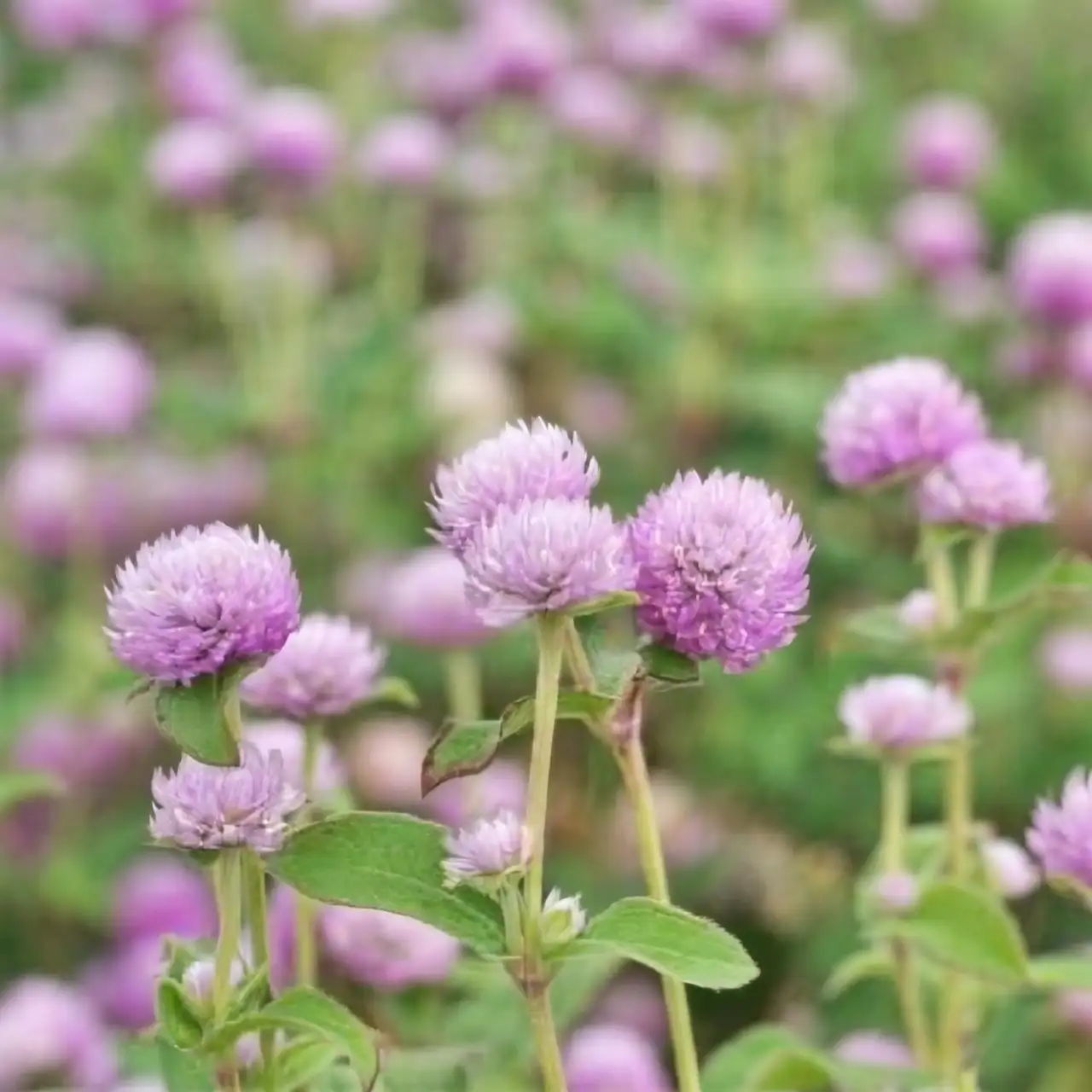 globe amaranth in hot climate