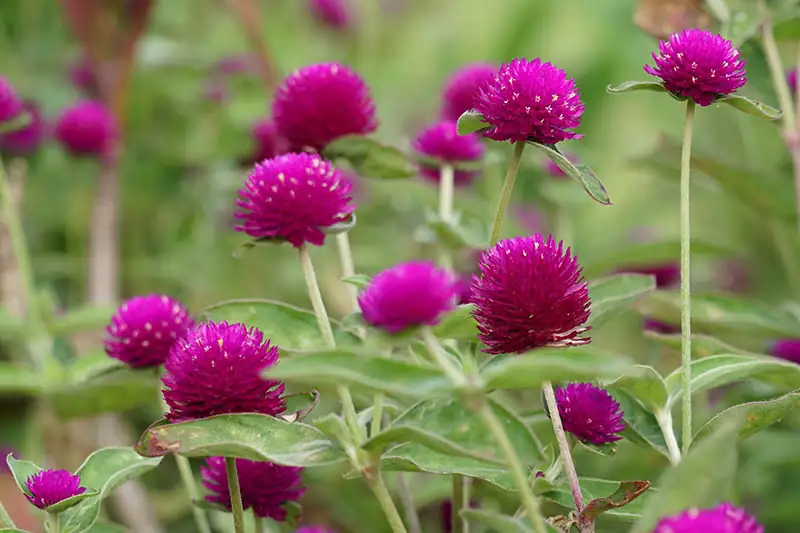 globe amaranth summer blooms