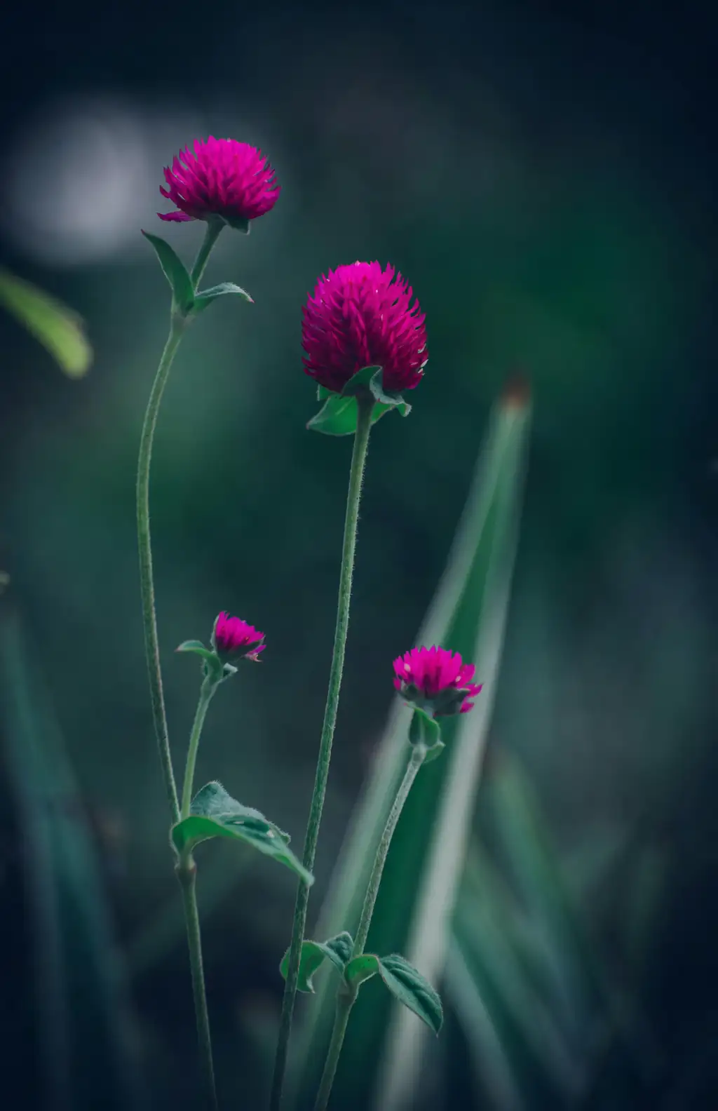 globe amaranth wilting signs