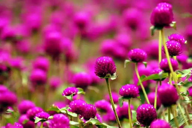historical garden with globe amaranth