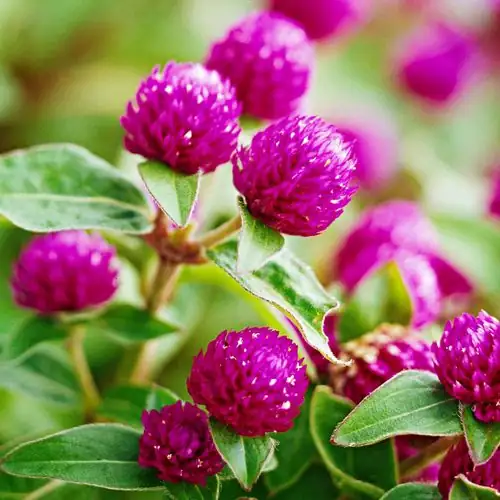 globe amaranth close-up bracts
