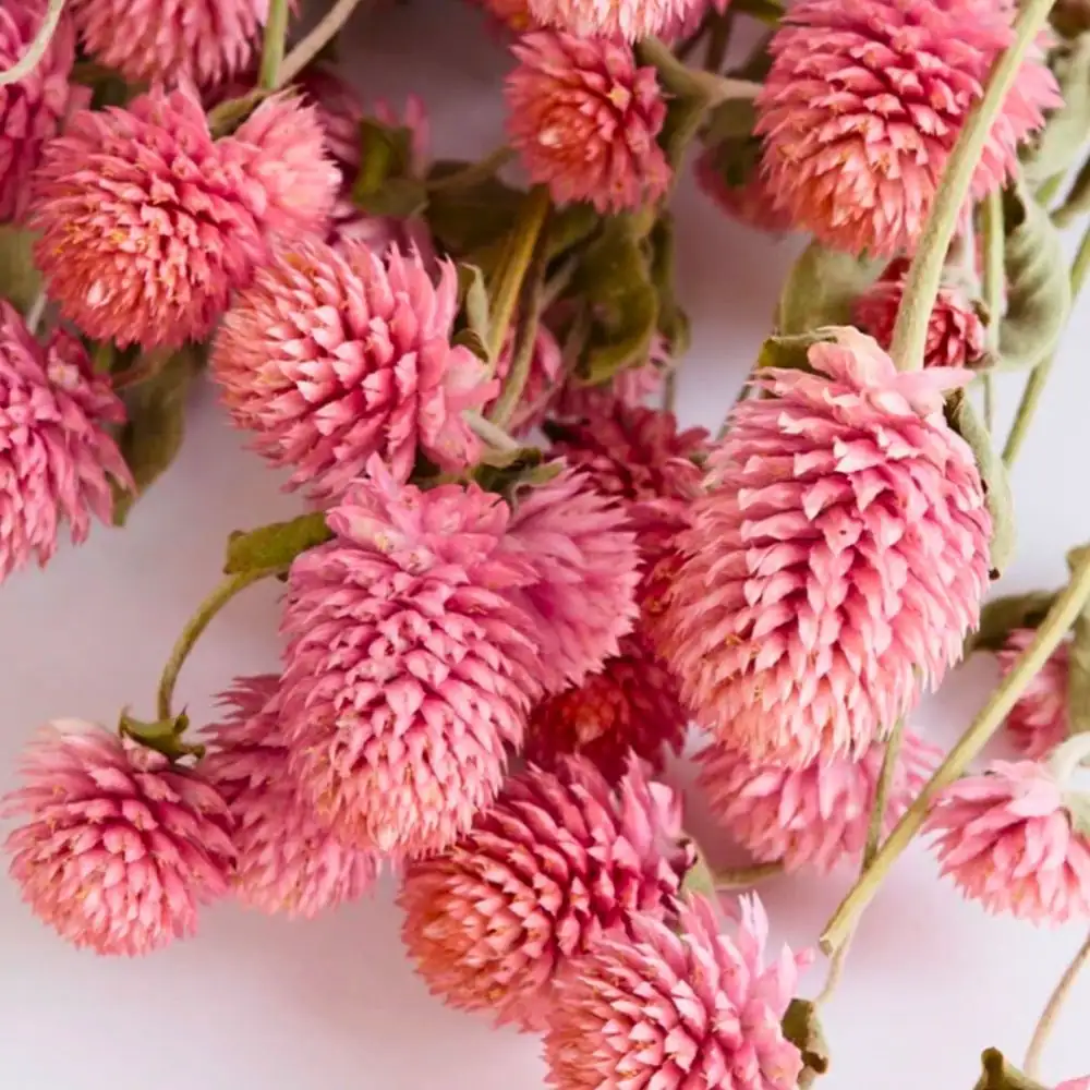 butterflies on globe amaranth