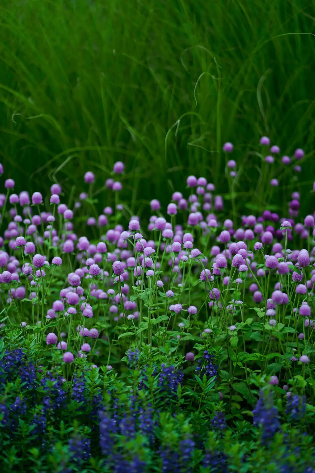 drying globe amaranth flowers