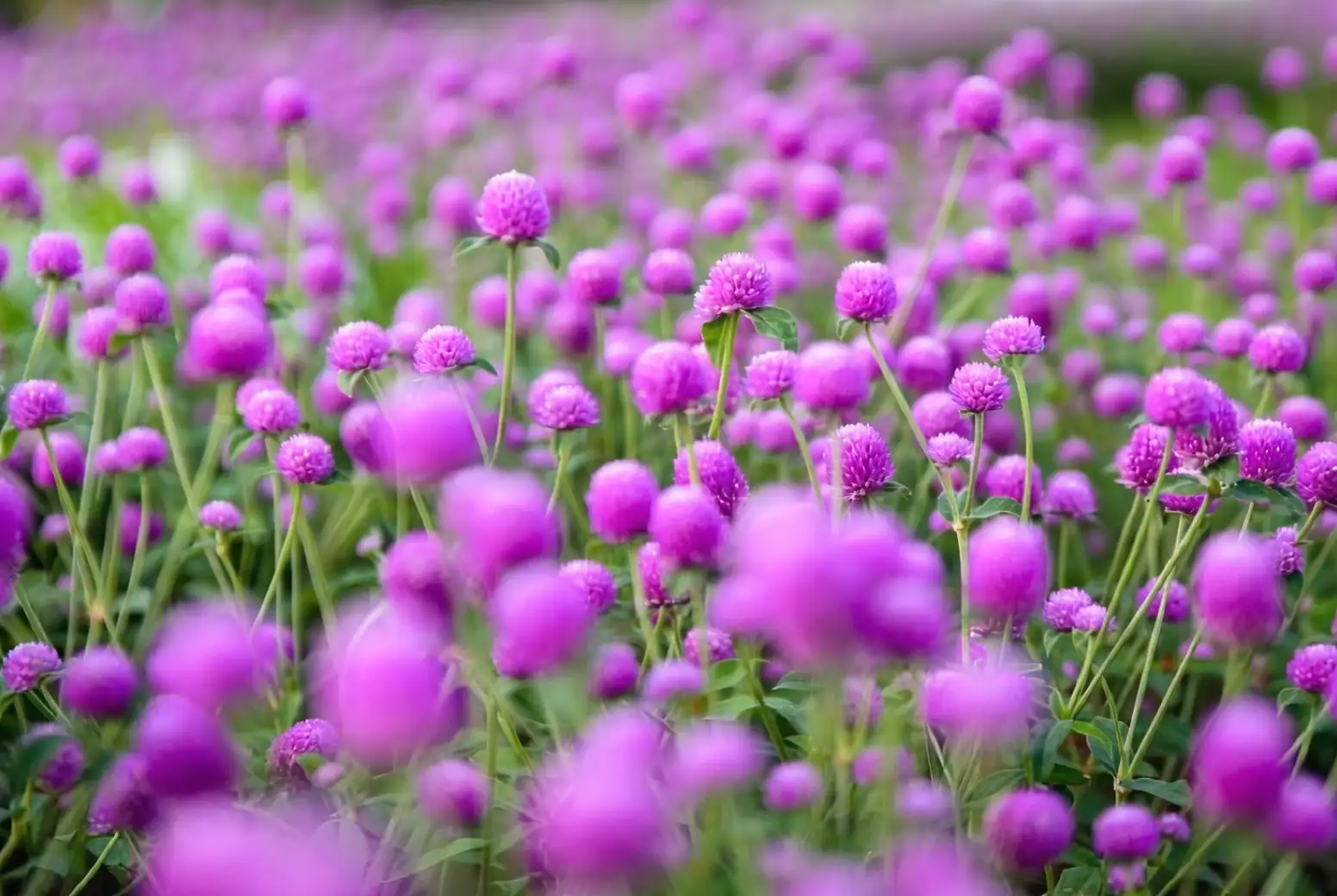 Designing with Globe Amaranth: Add a Pop of Color to Your Interior and Exterior Spaces