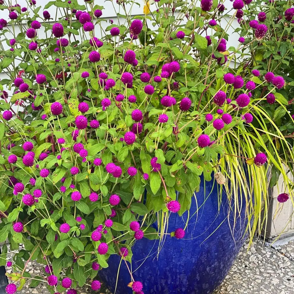 globe amaranth in container