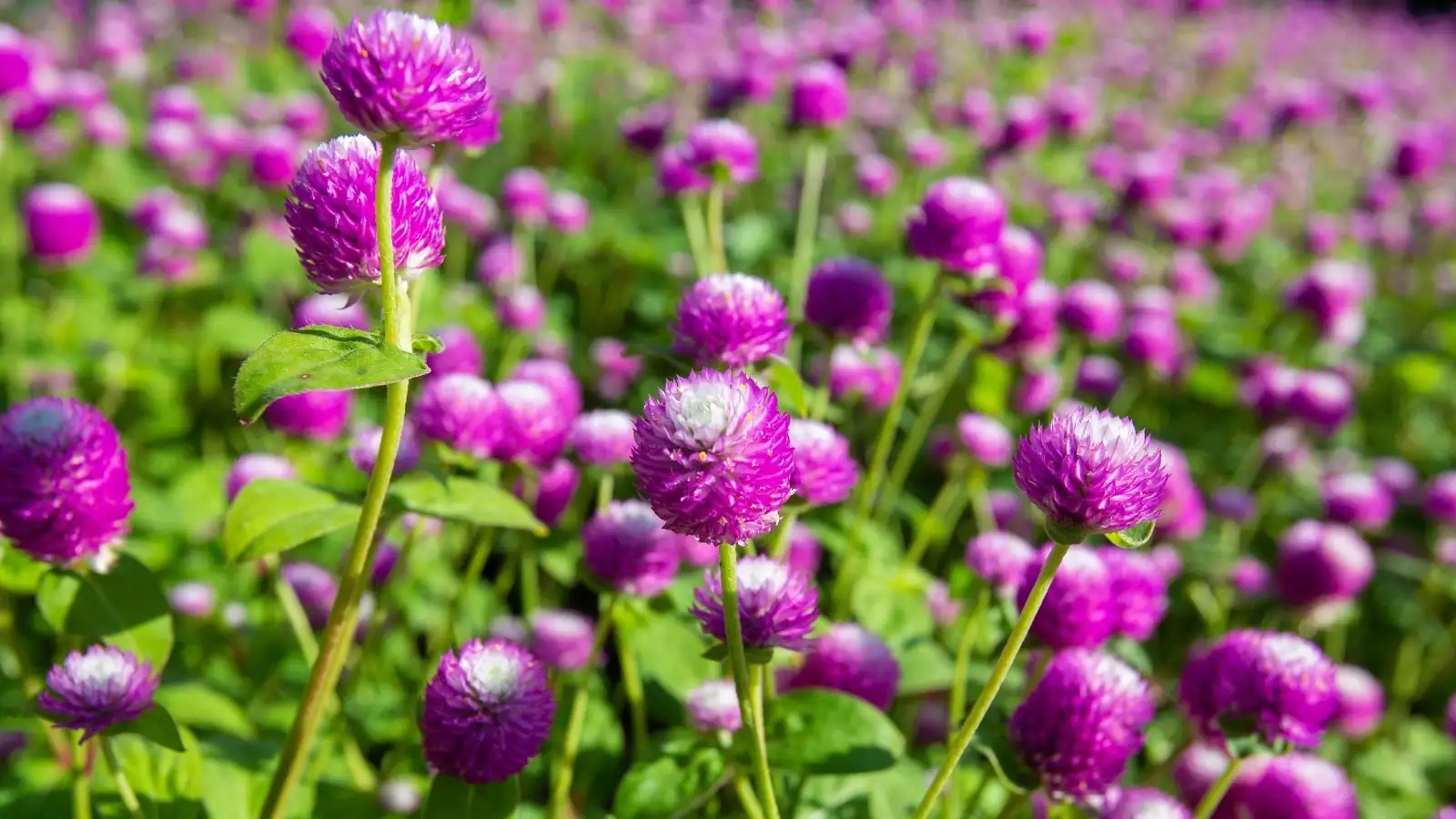Master the Art of Drying Globe Amaranth: Create Stunning Dried Flower Displays