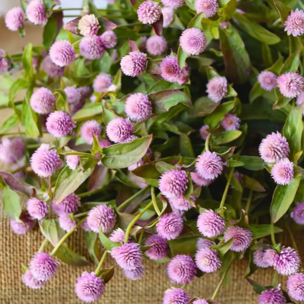 harvesting globe amaranth flowers