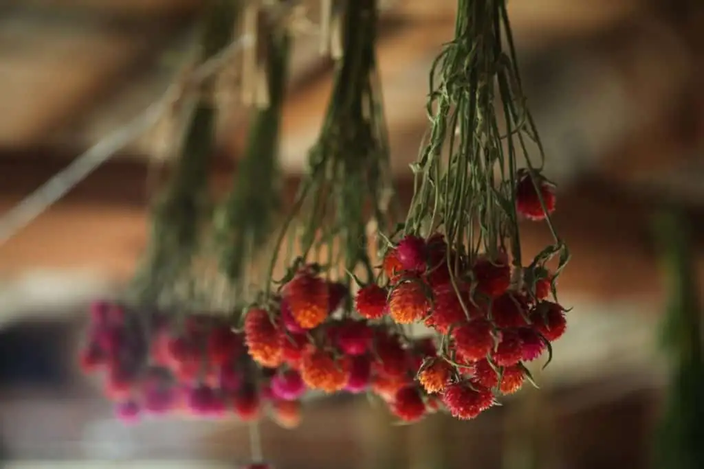 hanging globe amaranth upside down