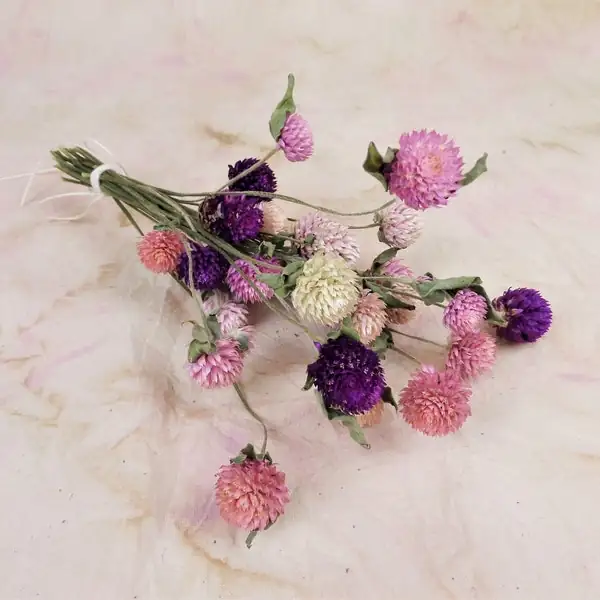 dried globe amaranth wreath