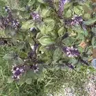 globe amaranth and basil together