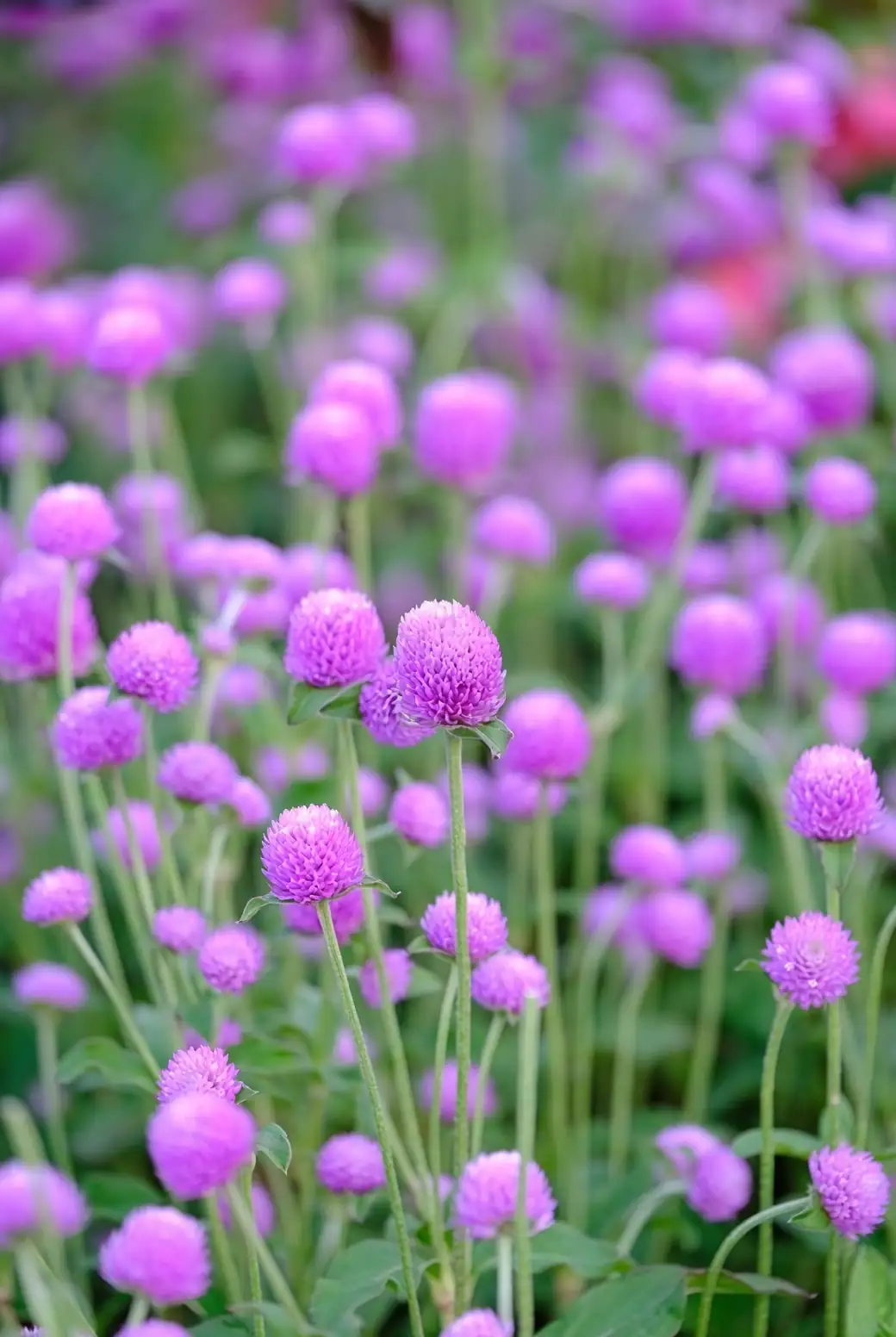 sunflowers and globe amaranth in garden