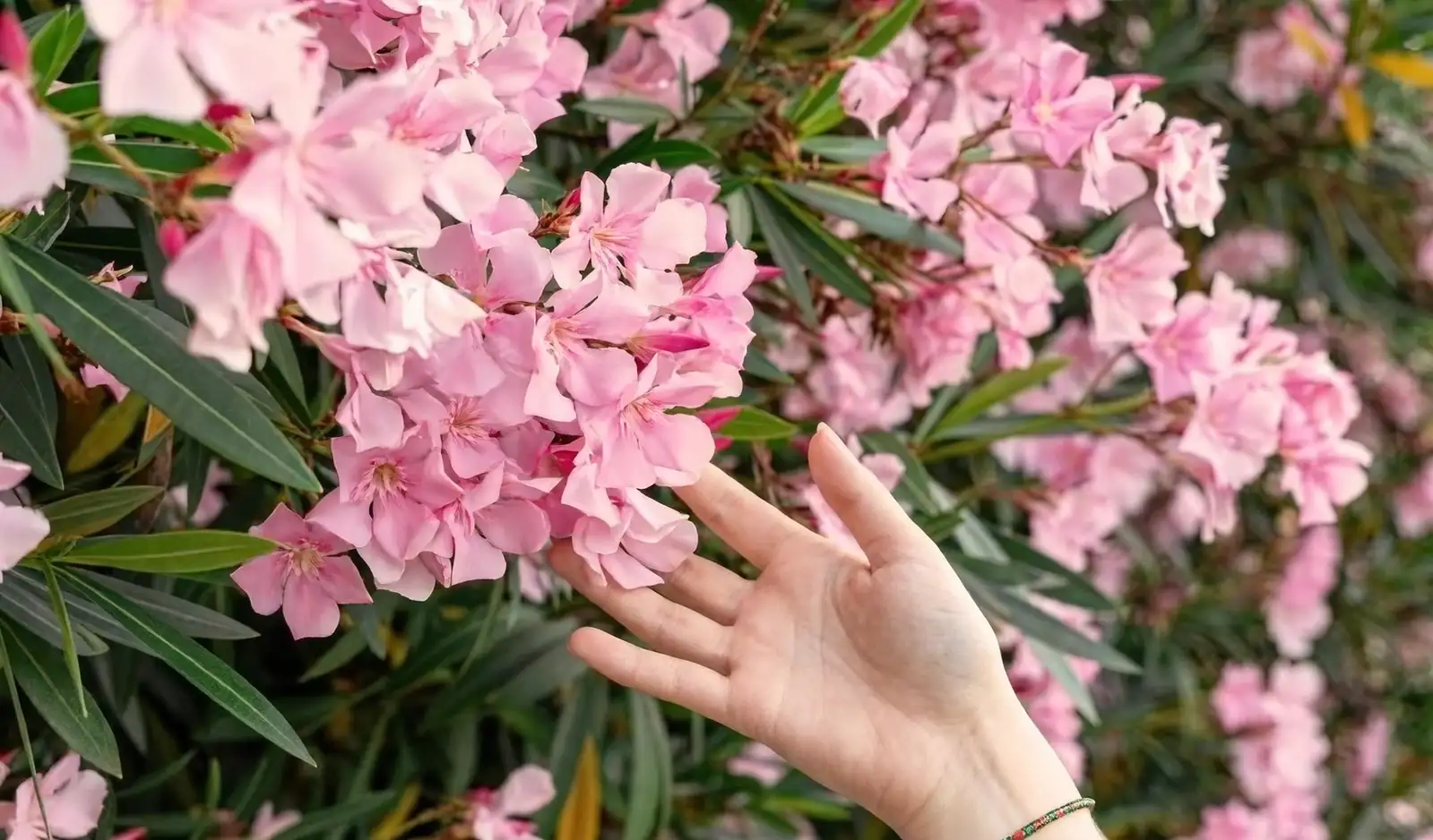 Dazzling Blooms but Handle with Care: Mastering Oleander Care Techniques