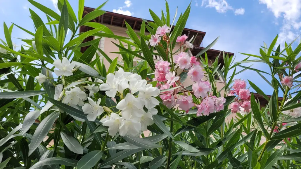 oleander in sunny balcony