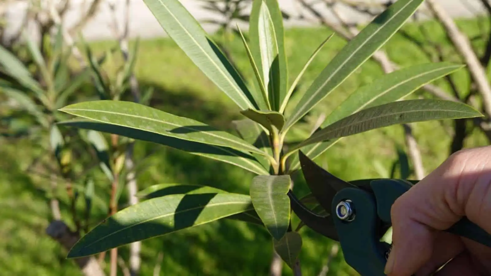 oleander pruning process