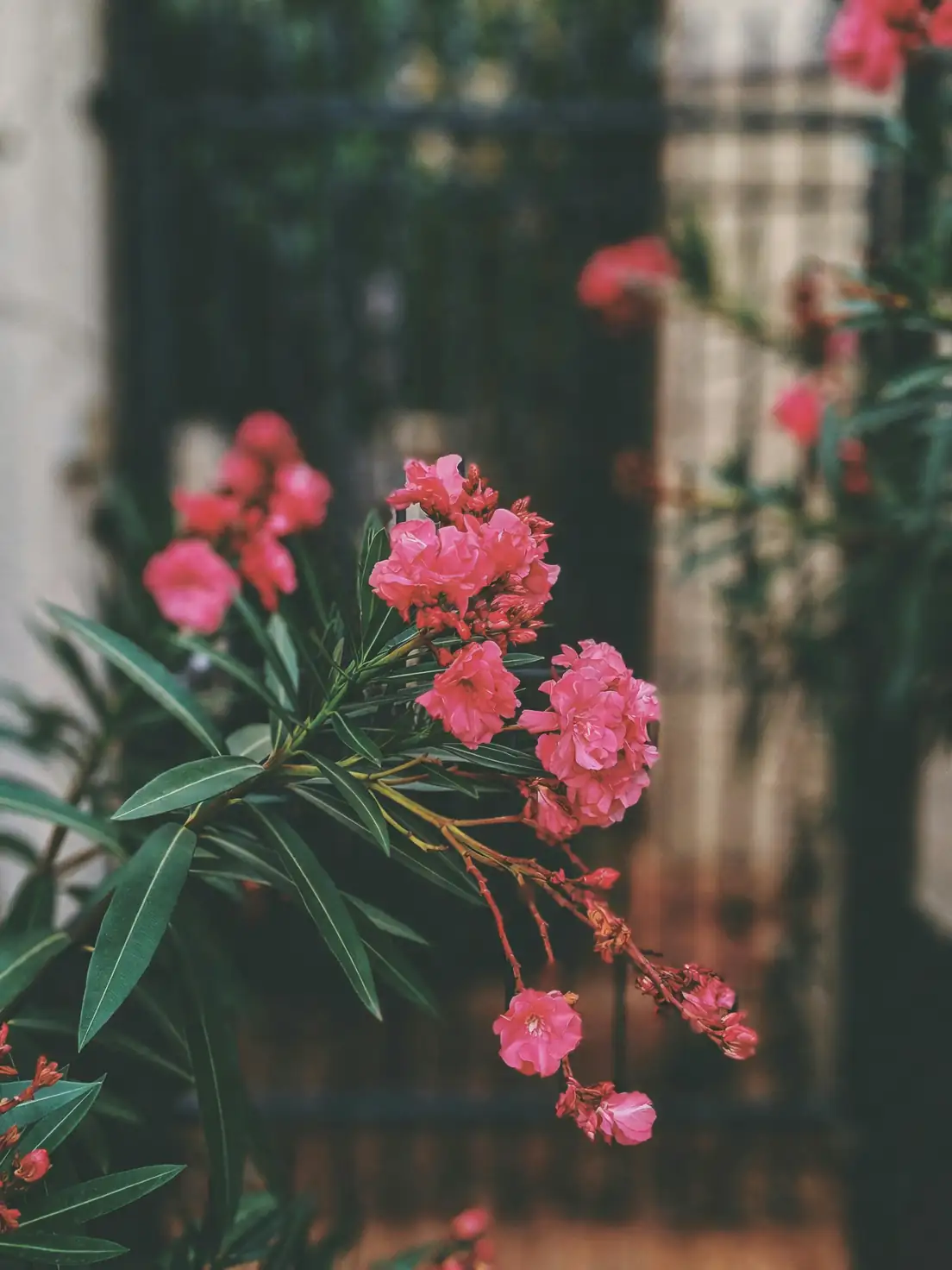 Oleander Troubles: Tackling Pests and Preventing Plant Plagues