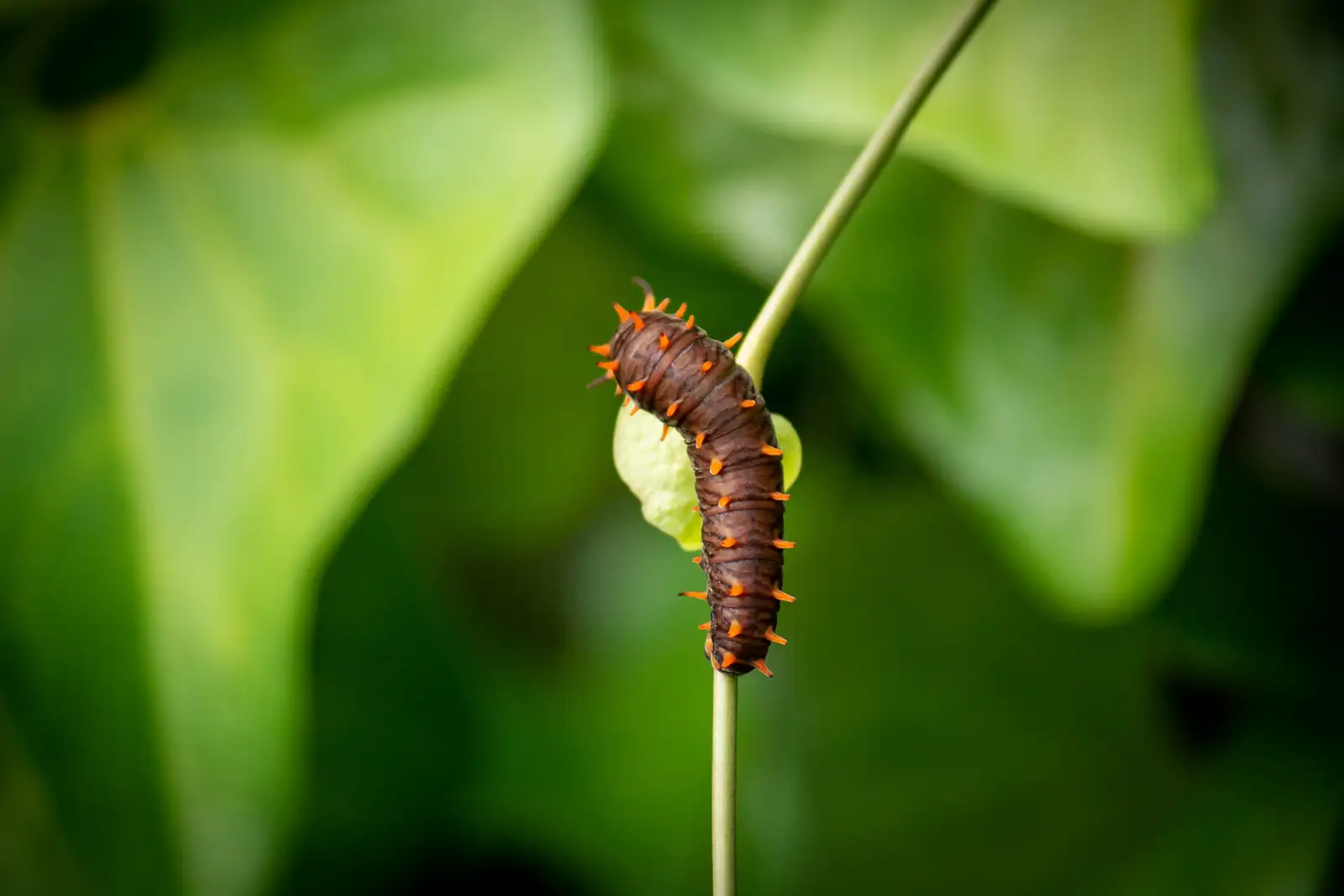 oleander caterpillar close-up