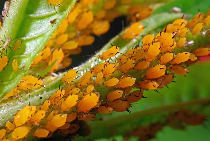 oleander aphids infestation