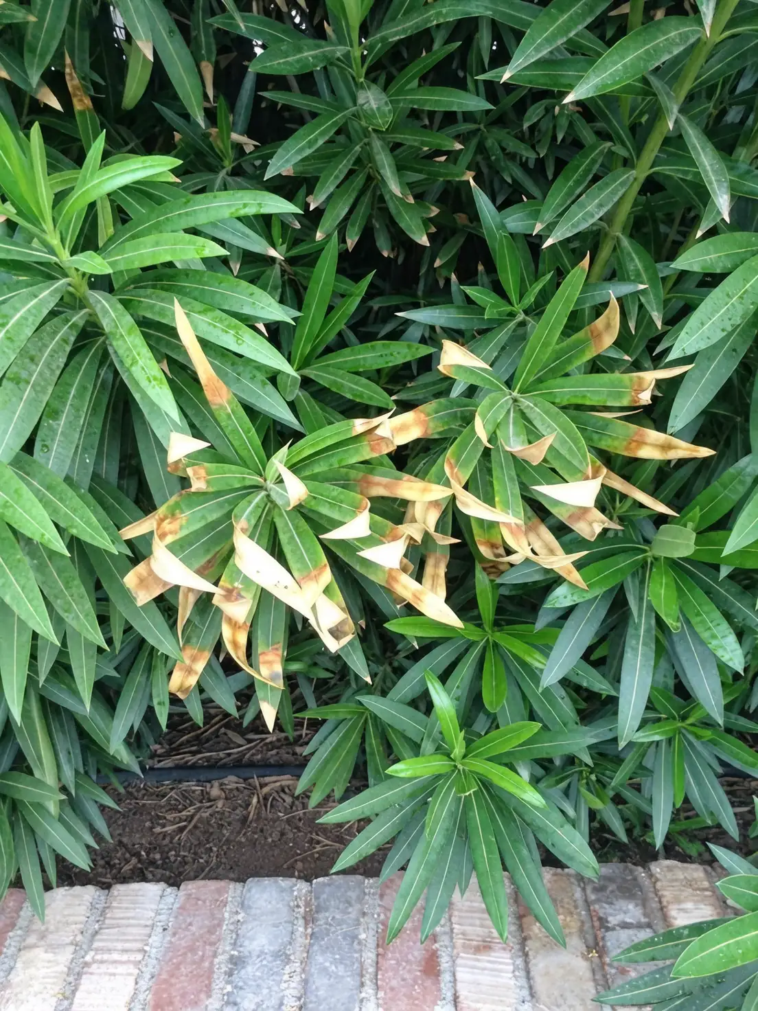 oleander leaf scorch symptoms