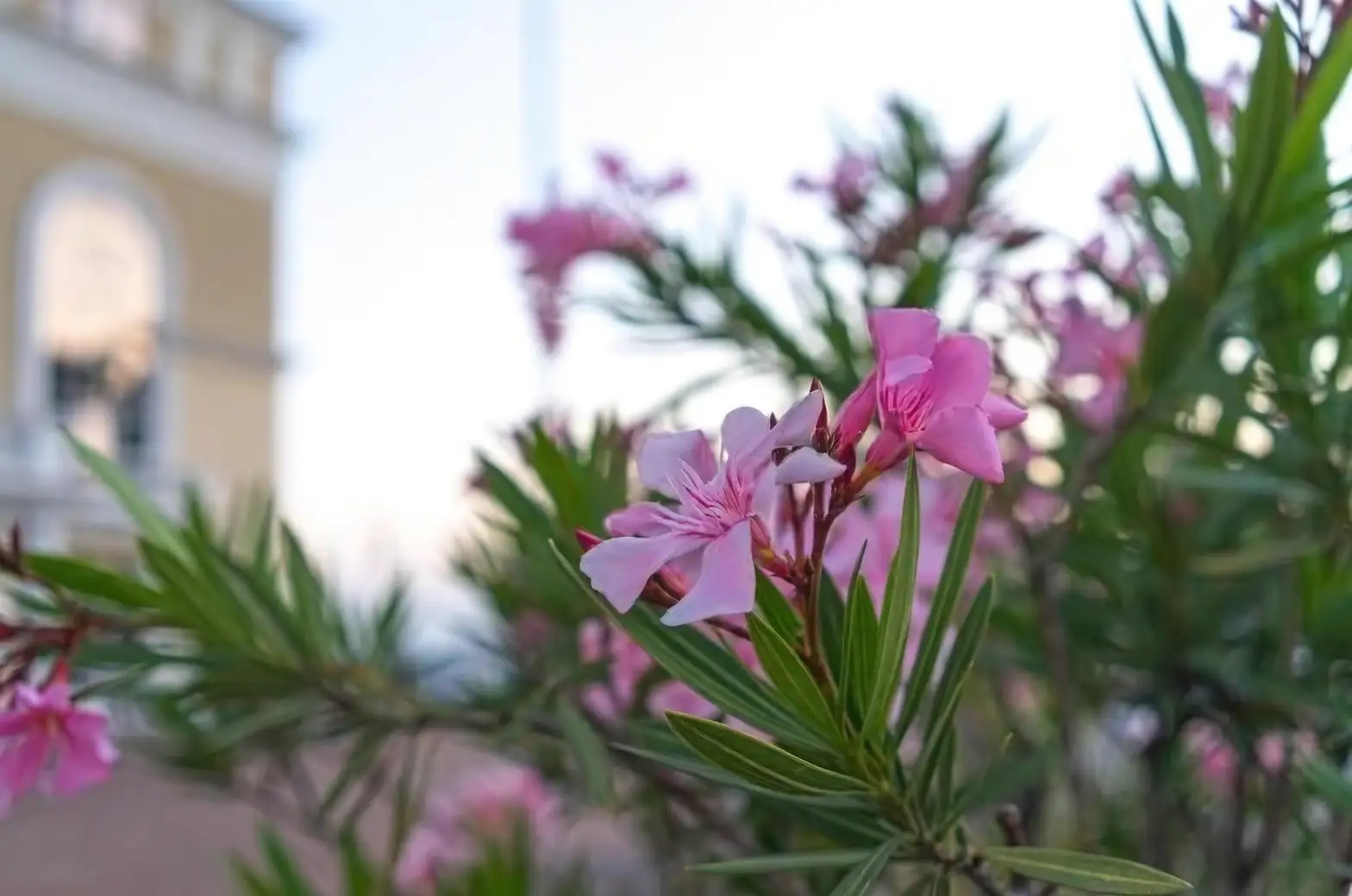 oleander in urban landscape