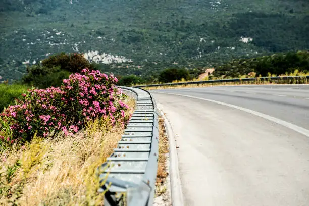 oleander along highway