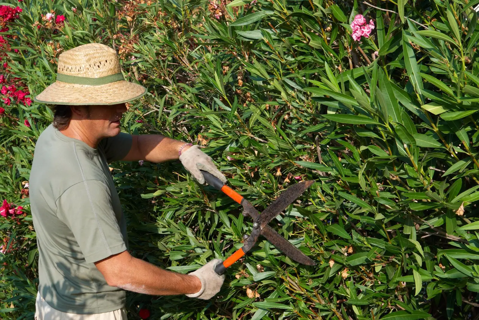 gardener pruning oleander