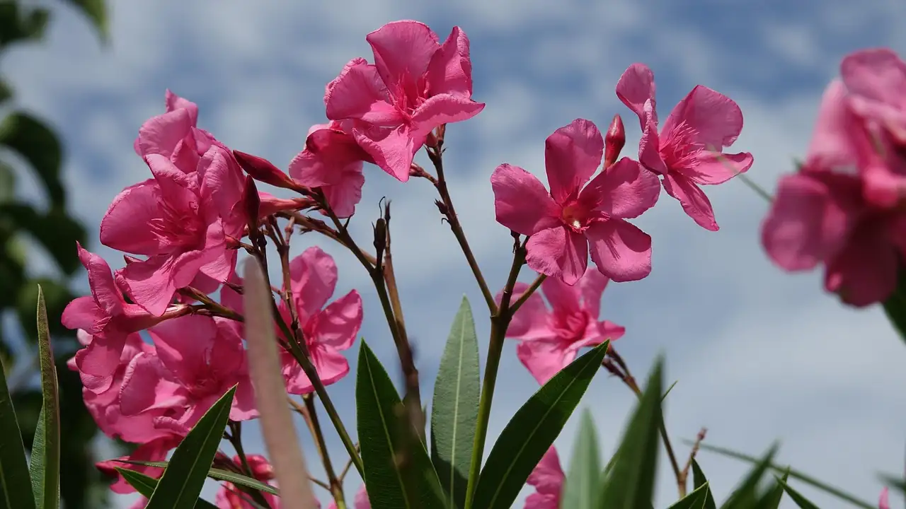 The Deeper Meanings of Oleander: Unraveling Its Flower Language and Symbolism