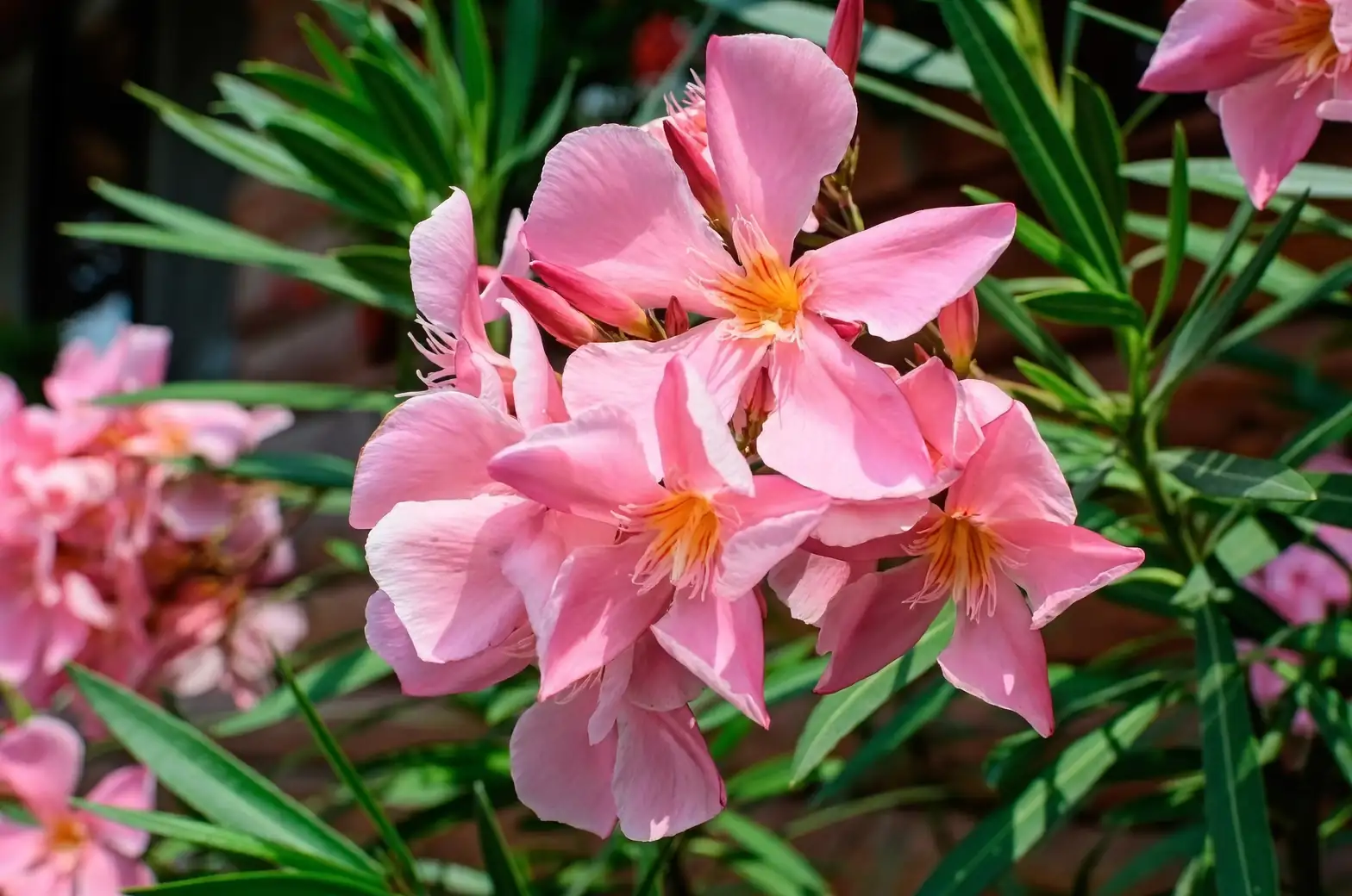oleander flowers close-up variety colors