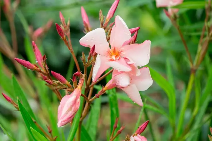 oleander plant warning sign