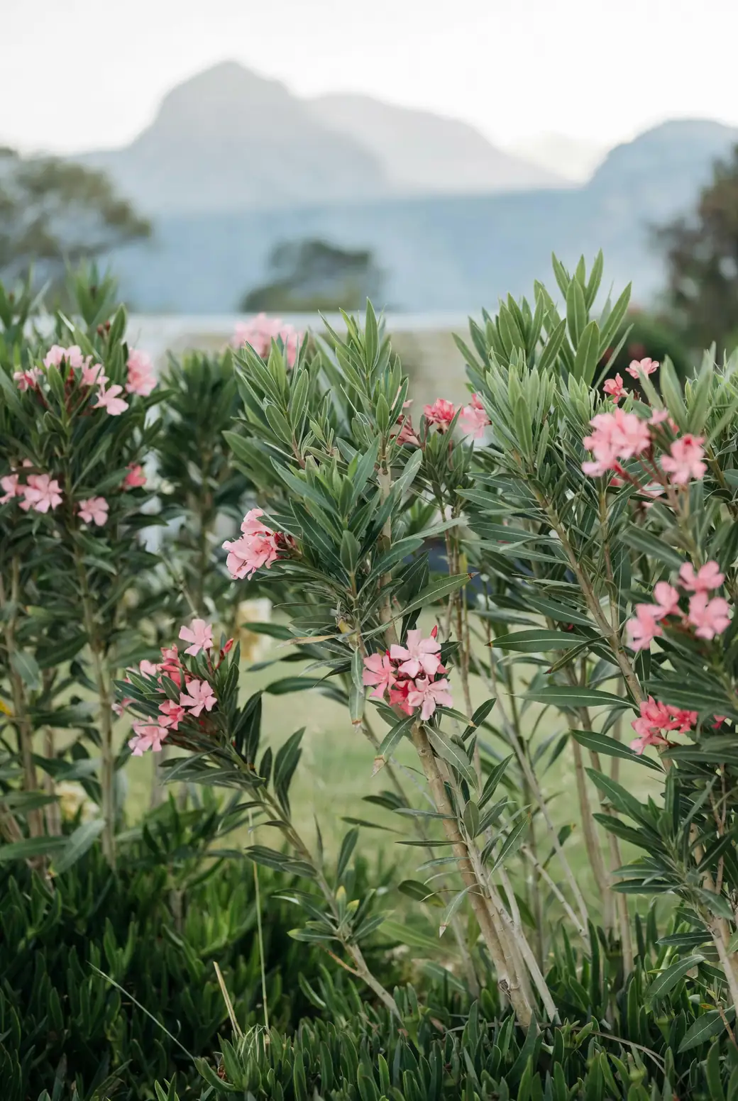 Oleander Companions: Creating Harmonious Plant Pairings in Your Garden