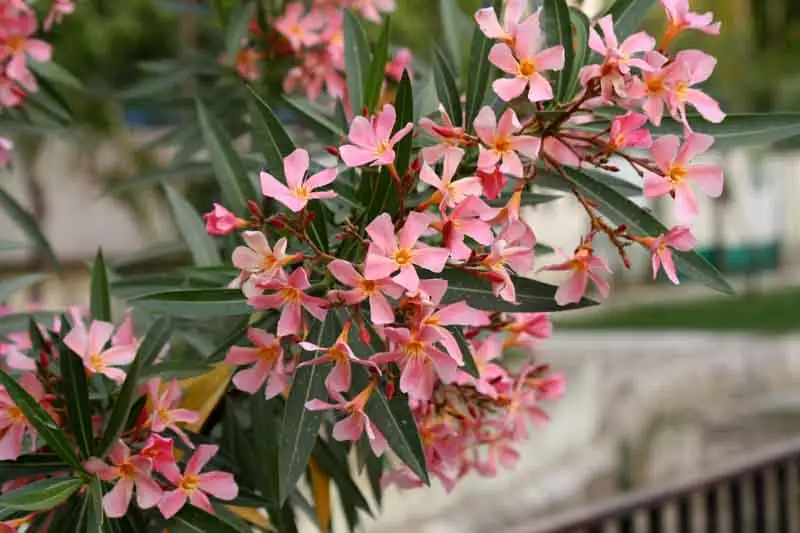 lantana and oleander in garden