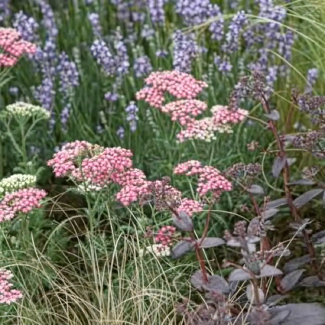 yarrow and oleander combination