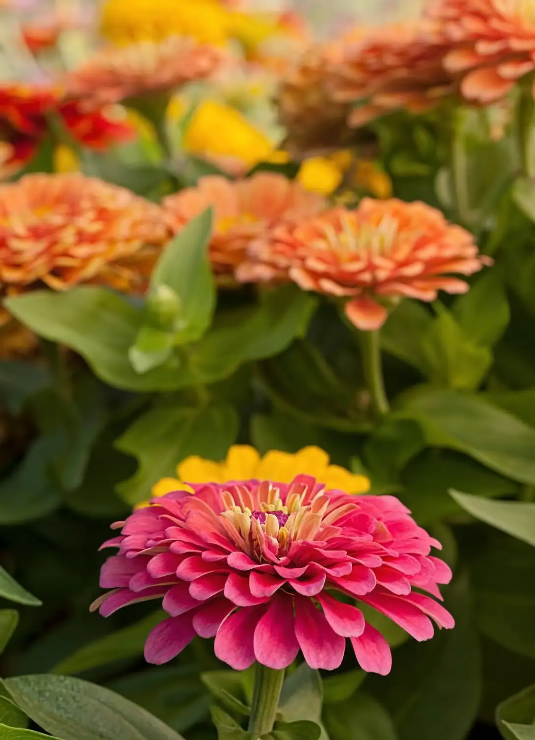 Zinnia Elegans Masterclass: Uncover the Secrets to Thriving Blooms!