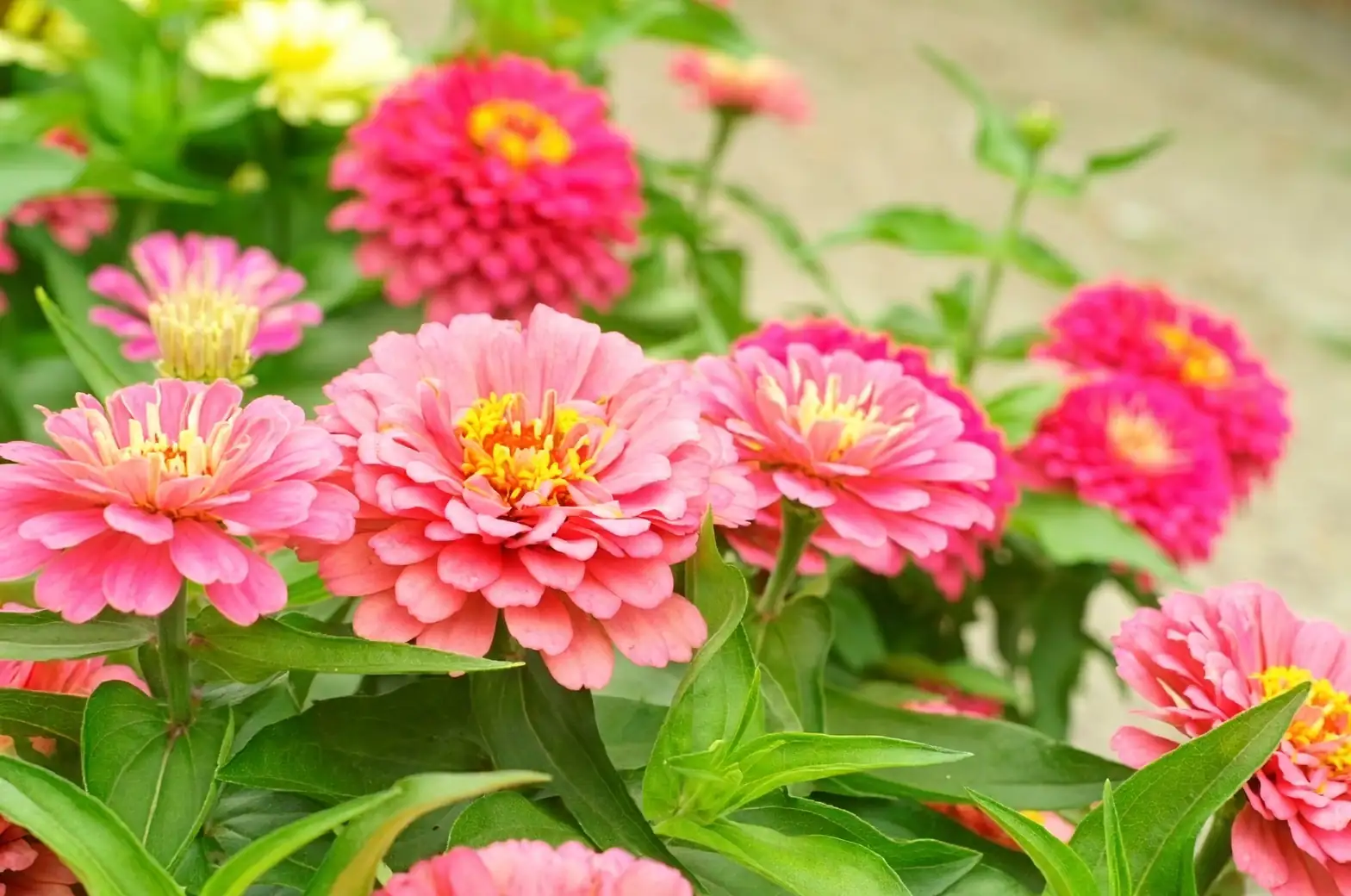 zinnia in full sun garden