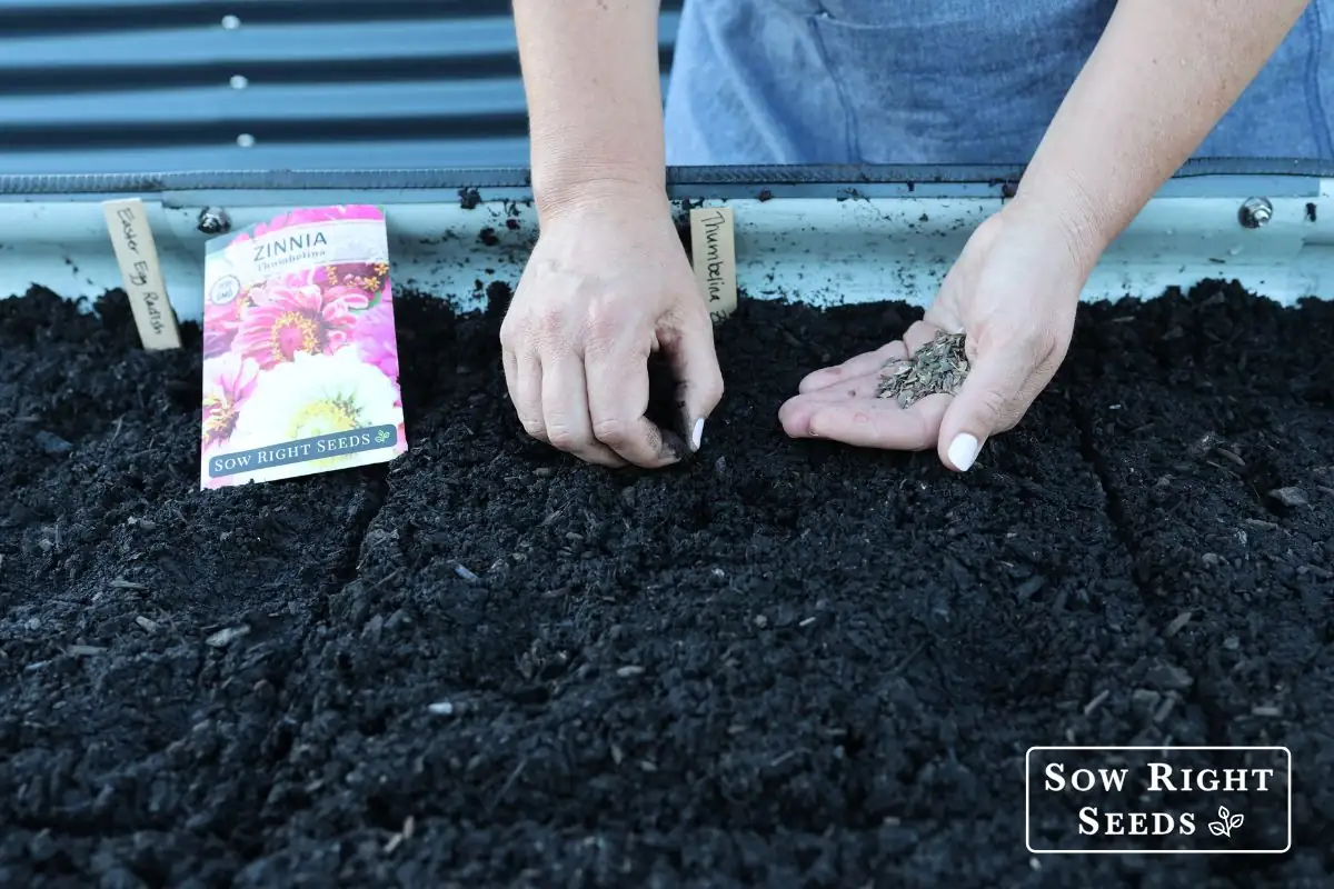zinnia seed planting process