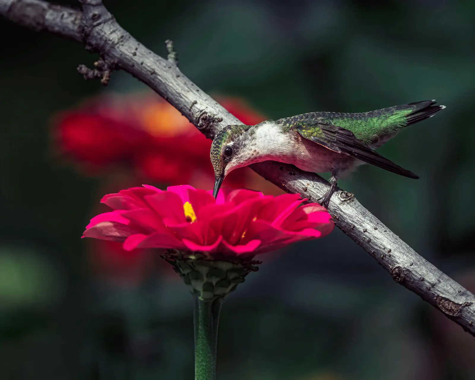 zinnia pruning and deadheading