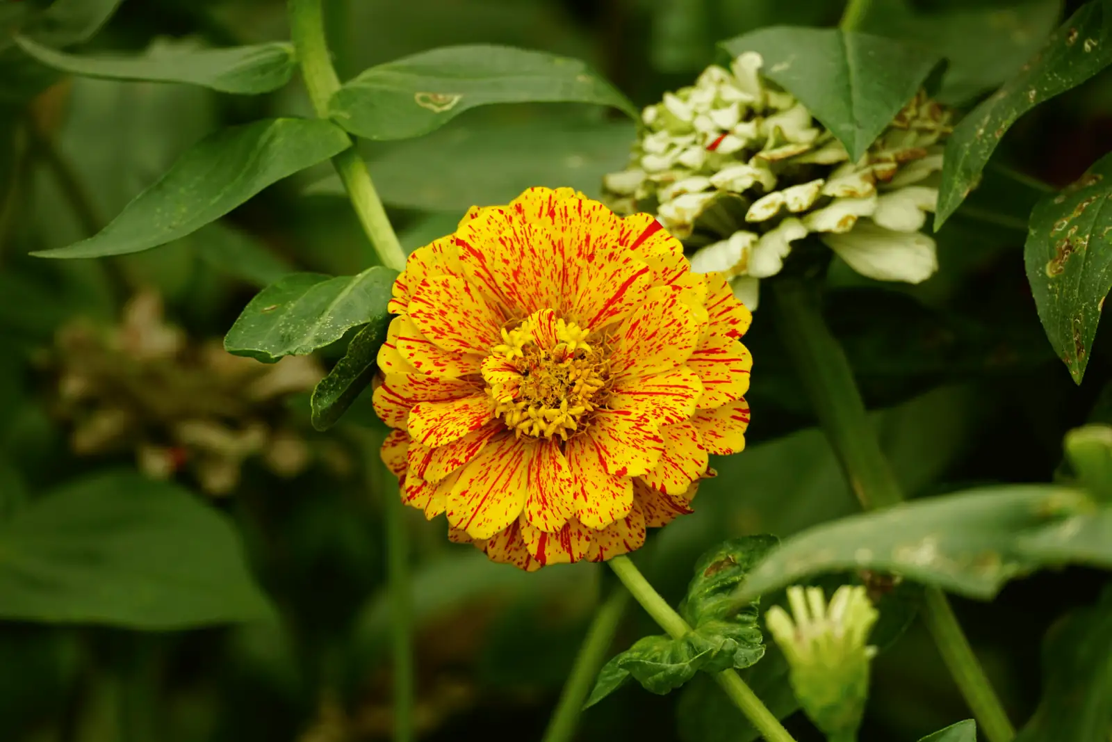 aphids on zinnia leaves close-up