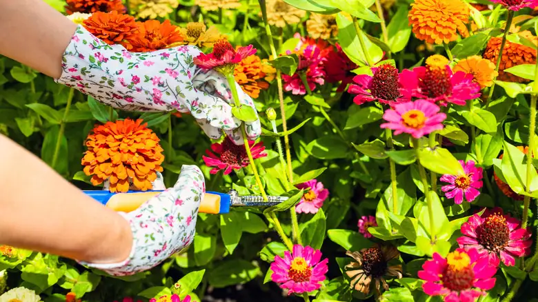 pruning zinnia flowers hands