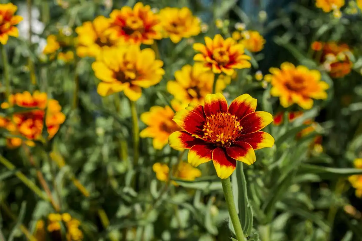 From Mexico to Your Garden: The Fascinating Journey of Zinnia Elegans