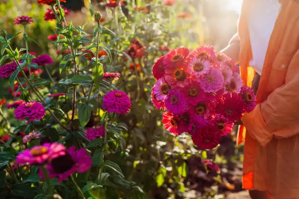 zinnia flowers in European garden