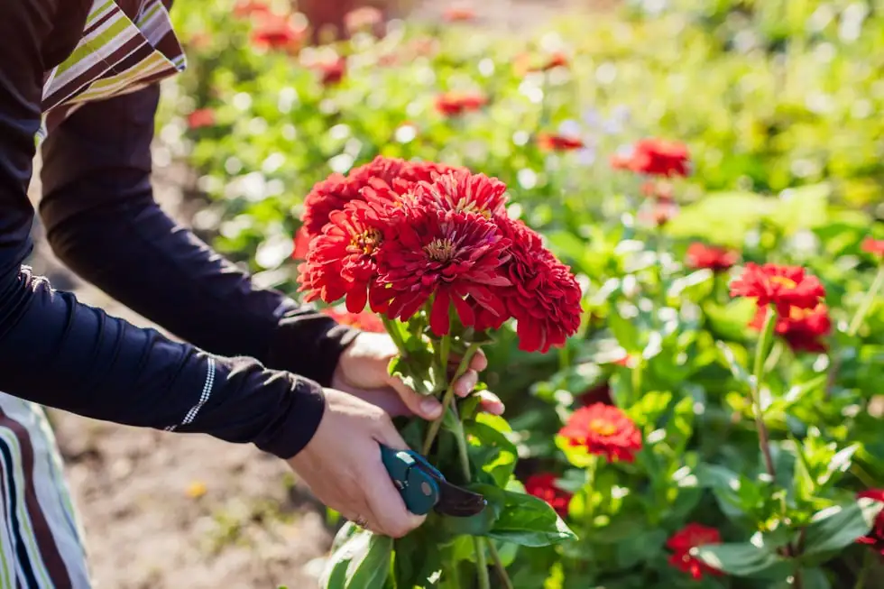 gardener planting zinnia flowers