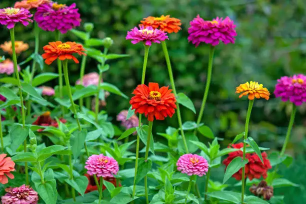 Zinnia Zest: Quirky Traits and Fun Facts You Didn’t Know!