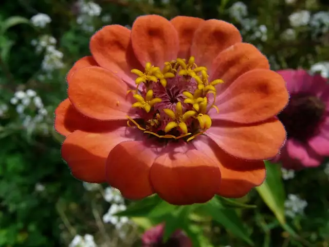 zinnia close-up bloom colors