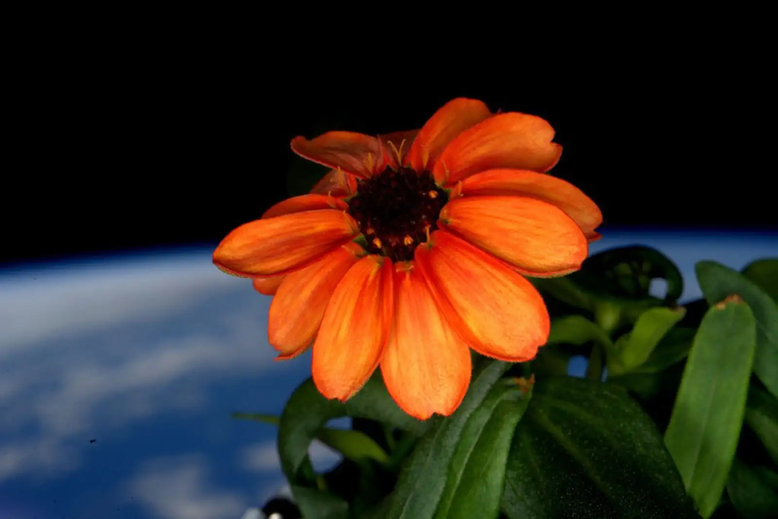 zinnia flower space station