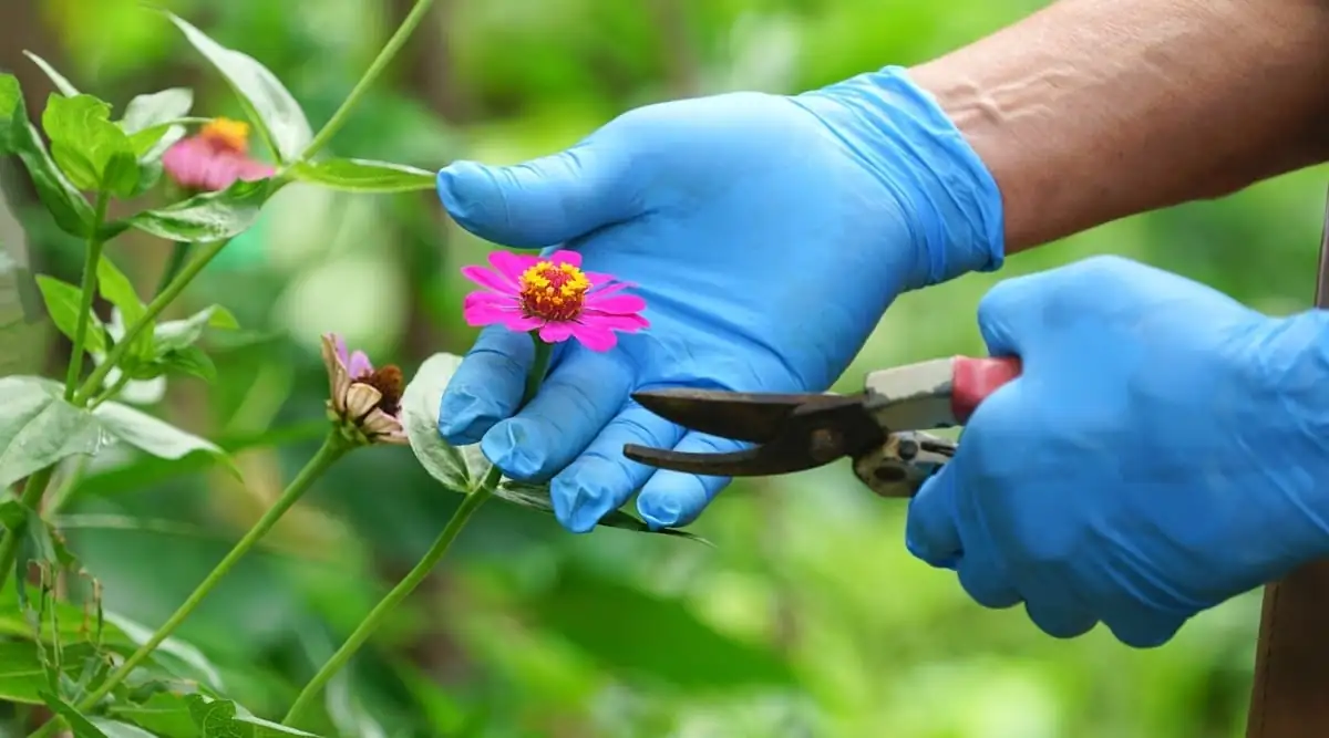zinnia gardening tips tools