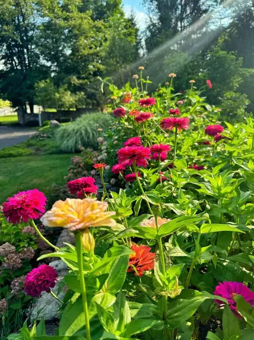 The Language of Zinnias: Symbols of Friendship and Endurance