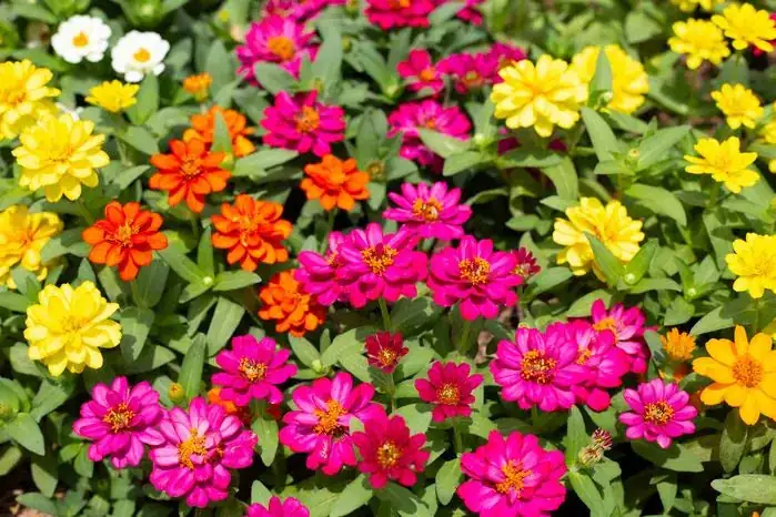 zinnia garden care tips